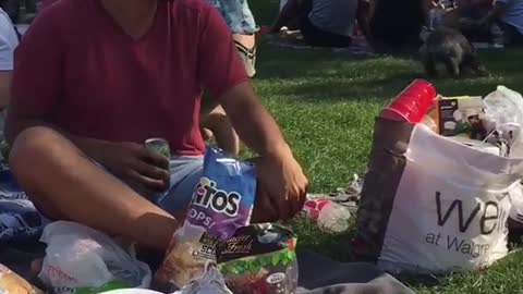 Puppy jumps on pie in park