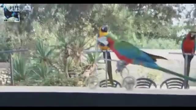 Funny videos of parrots of beautiful moments of animals