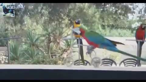 Funny videos of parrots of beautiful moments of animals