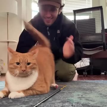 Funny cat and dogs 😂😂