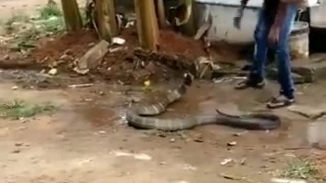 snake charmer bathing his pet snake