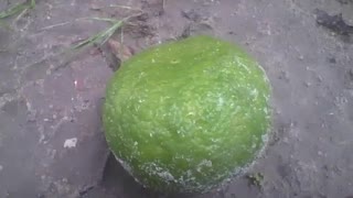 Laranja cai do pé na areia após uma noite chuvosa [Nature & Animals]