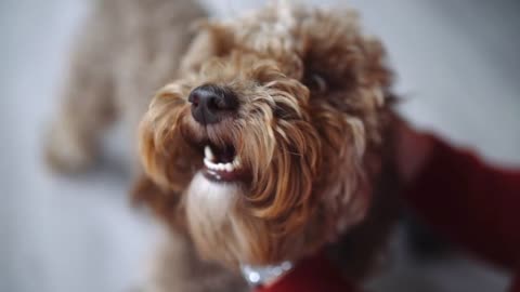 Girl strokes curly dog, smiling cur dog, Labradoodle looks to the camera