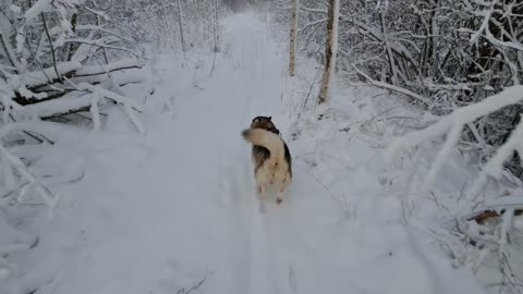 Husky likes to walk in winter