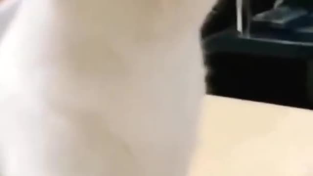 Cute Cat Bells for Food