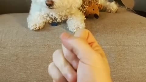 Funny dogs Reaction 😂 #shorts #viral #funny #cute #dog #funnydogs #foryou