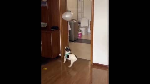 Dog real game the bubble