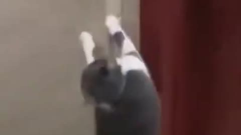 Meanwhile | Funny Cat Dance 🙀