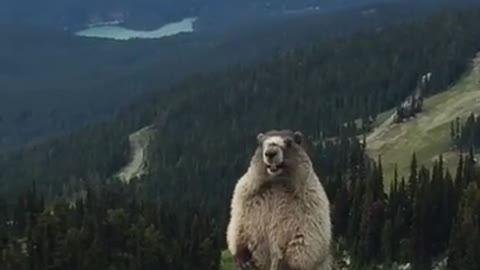 Marmot screaming 😱