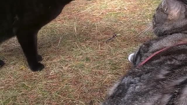 Black cat meowing and screaming at grey cat laying on hay grass