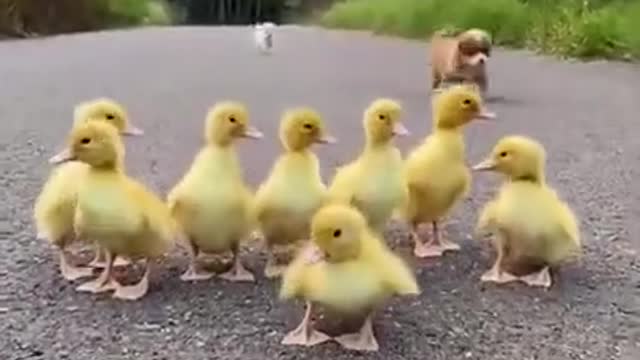 Funny Animal Videos Awesome Funny Pet Animals Cute Animals Super Funny Dog Videos #short video