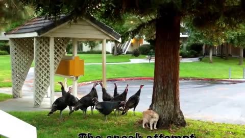 Gangster Turkeys attack Cat!!!!! RUN!!!!!!!!!!!!