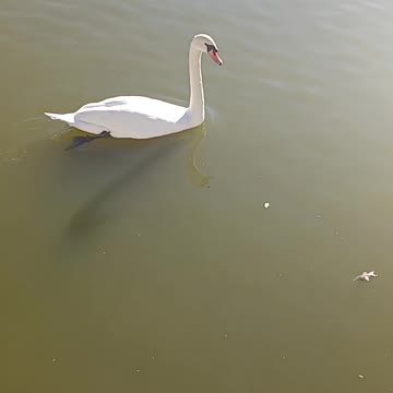 Swan kissena park