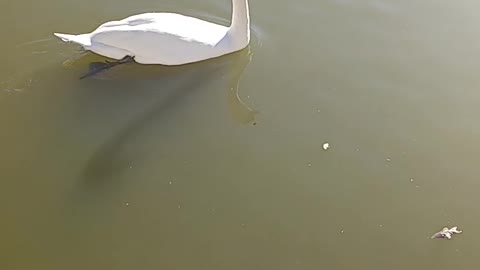 Swan kissena park