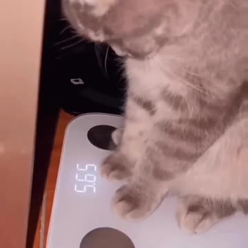 Fanny Cat Video and Cute Cats video