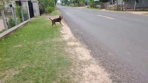 Tiger Prank vs dog.