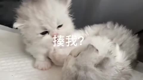 OMG 😮😮 So Funny baby Cute Cat #5