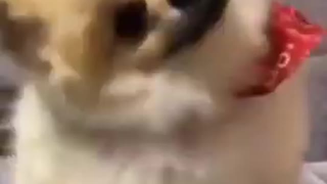 funny dog shaking head