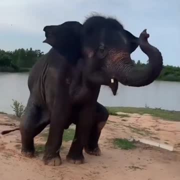 Happy Elephant