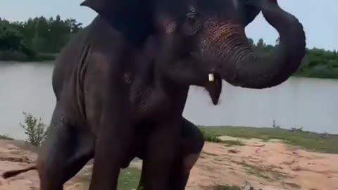 Happy Elephant