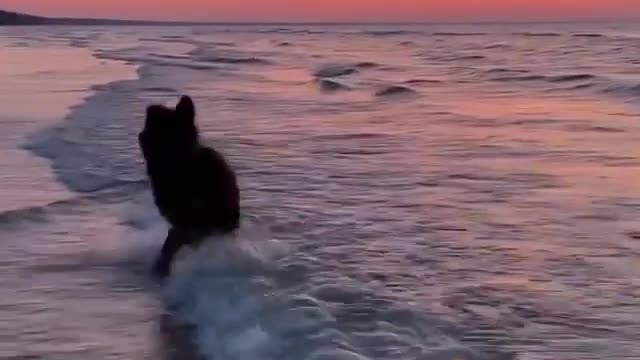 A dog playing at sea