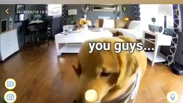 Try not to Laugh | Smart golden retriever puppy is cooking