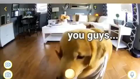 Try not to Laugh | Smart golden retriever puppy is cooking