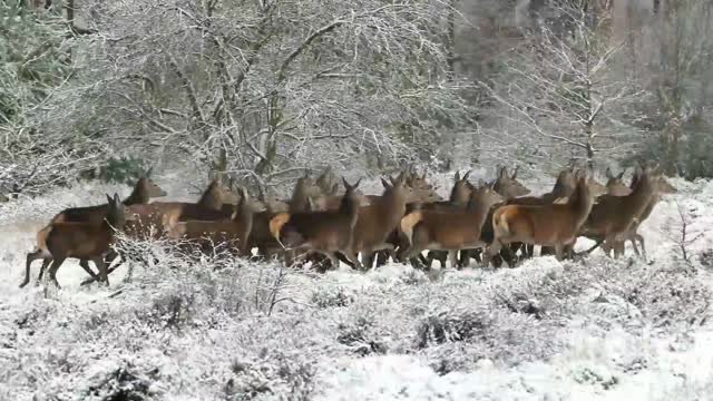 Wild Animals video | will Animals