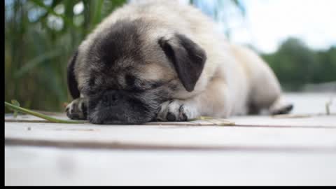 Cute sleeping puppy