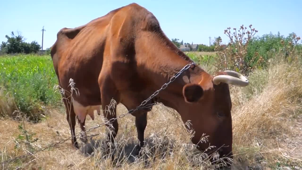 Cow eating gress beautiful animals