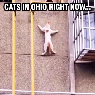 Cats in Ohio right now....