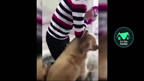 cute puppies and funny kittens