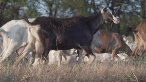 Herd of goats on nature pasture. Wildlife and ecology