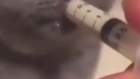 A Cat milk drinking in Injection sirinc😲.