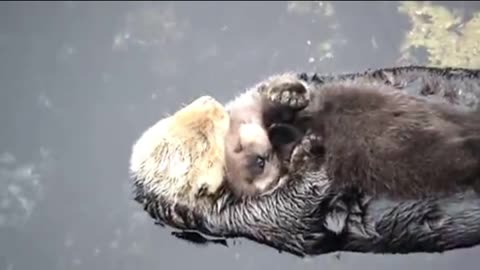 Beautiful picture of mother otter holding her baby in the water
