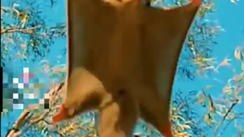 Unseen Animals Amazing Facts