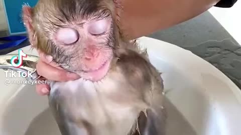 Monkey taking a shower