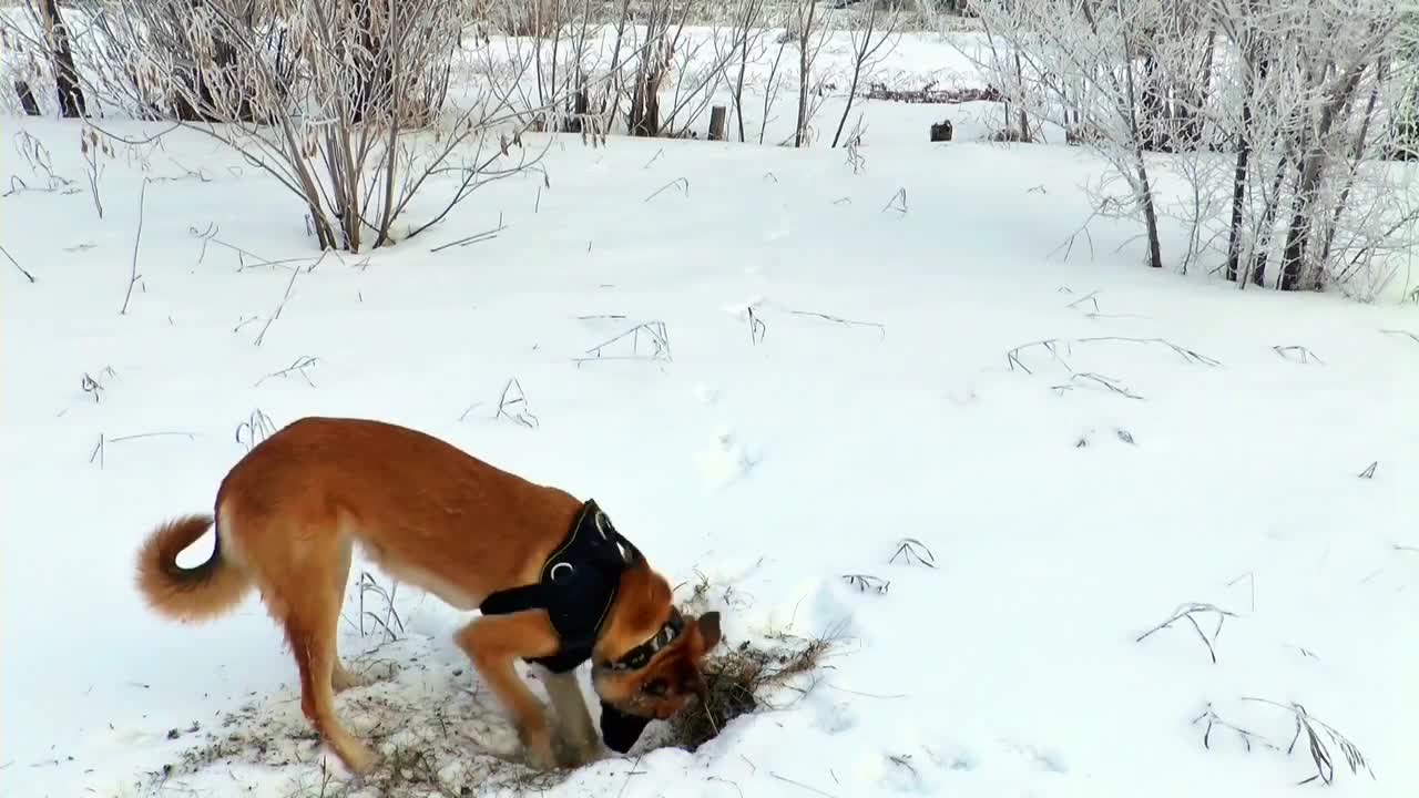 Well trained hounds deserve recognition that they are loyal