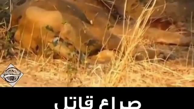 A fatal struggle between a lion and a wild buffalo
