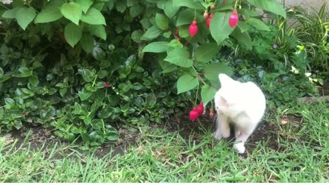 wow so cute cat try to eating fruit #shorts #trending #tiktok #cat #video #viralshort #shortfeed