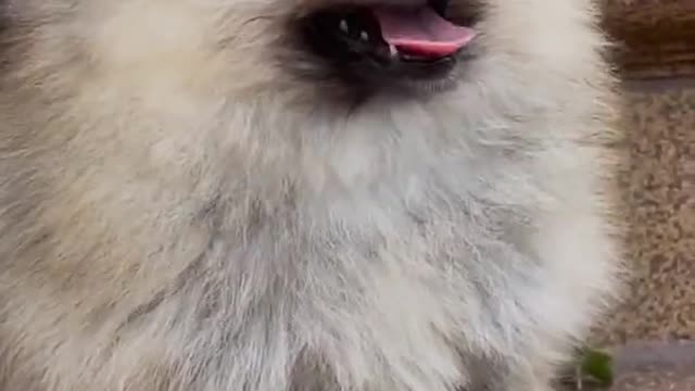 Cute Dogs Video | So Cute & Funny Pets