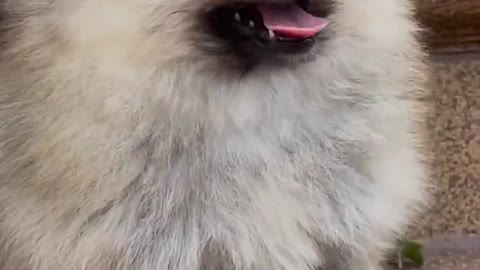 Cute Dogs Video | So Cute & Funny Pets