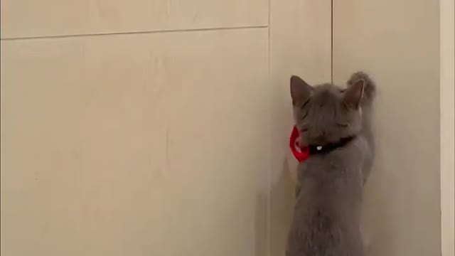 The Pets Moments Make You Laugh