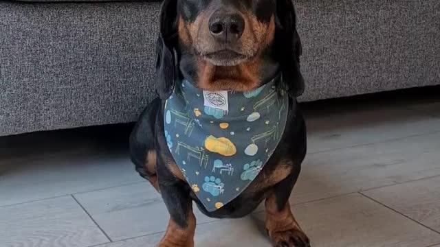 Harlso the Dachshund Balances Rice Cakes on his Head