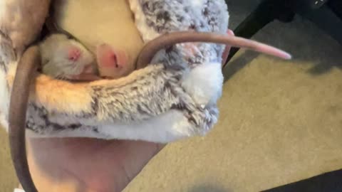 Pet Rats Cram Into Tiny Hut For a Nap