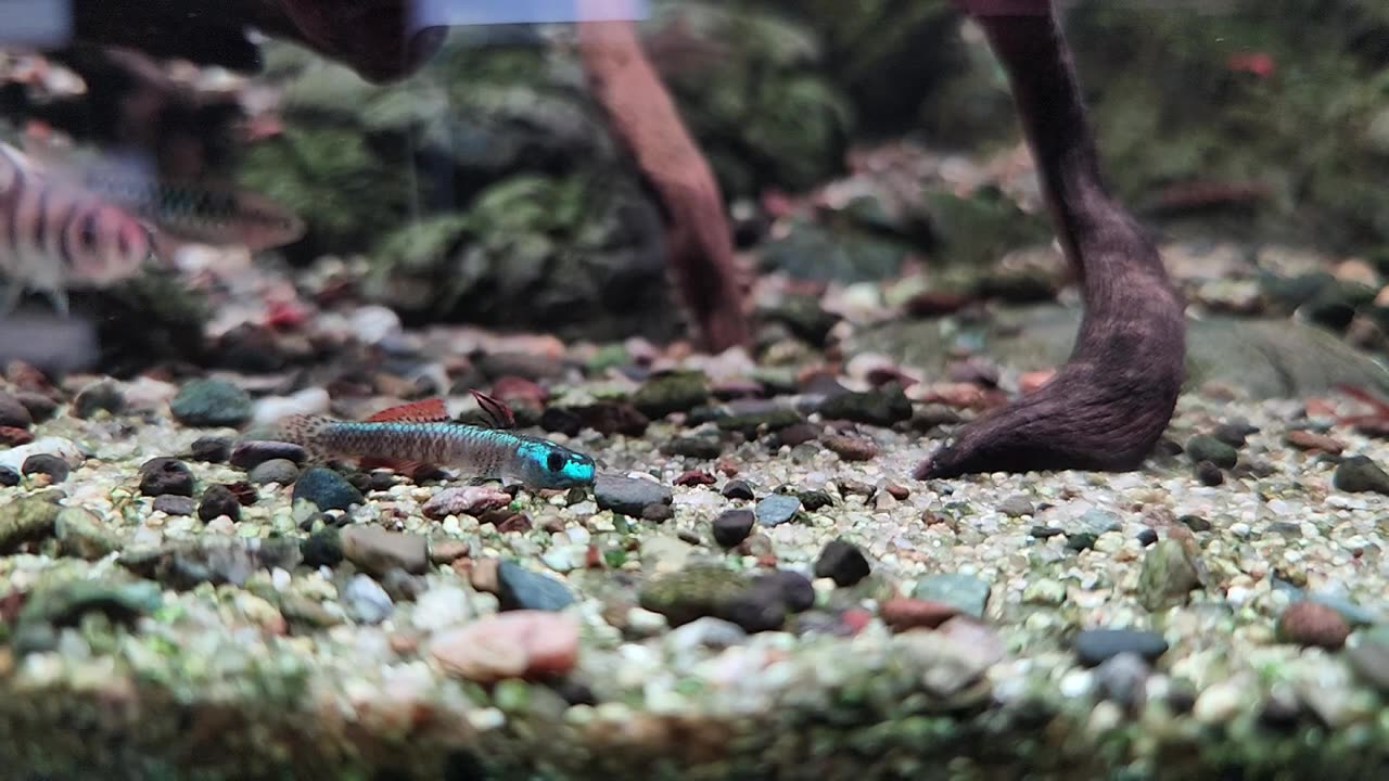 How to Stiphodon Fish eat Algae