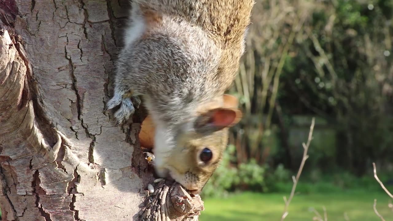 Squirr head grey squirrel