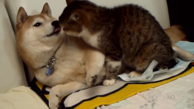Funny Cat and Dog Compilation