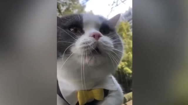 This cat really talk like human !! Funny cat