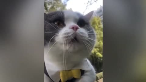 This cat really talk like human !! Funny cat